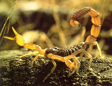 escorpion.jpg